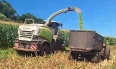 silagem3.jpg